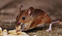 24 Hour & Emergency Exterminators in Brownings Corner, KY
